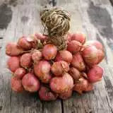 Red Shallots Shutterstock 160679594 14 - Garden Express Australia