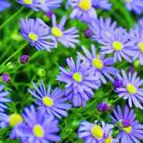 Rock Daisy 11 - Garden Express Australia