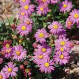 Rock Daisy Hot Candy Lporocdhc - Garden Express Australia