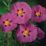 Rock Rose Brilliancy - Garden Express Australia