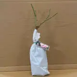 Rose Bonica Rose Bonica