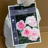 Rose Bonica Rose Bonica