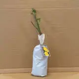 Rose Friesia Rose Friesia