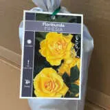 Rose Friesia Rose Friesia