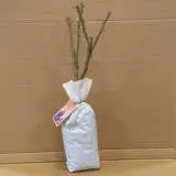 Rose Scentimental (pbr) Rose Scentimental (pbr)