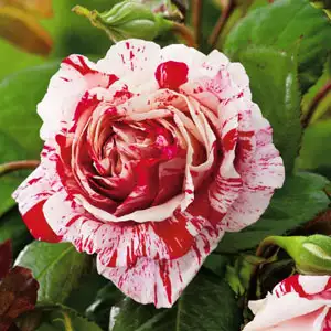 Rose Scentimental (pbr) Rose Scentimental (pbr)