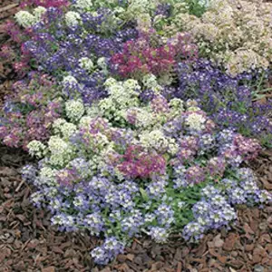 Seed – Alyssum Aphrodite Mixed