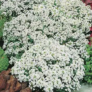 Seed – Alyssum Carpet Of Snow