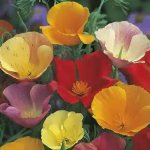 Seed – Californian Poppy Single Mixed