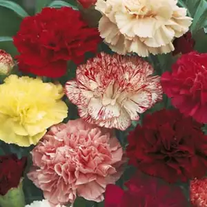 Seed – Carnation Choice Double Mixed