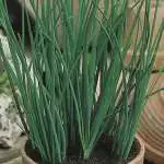 Planting Herbs In Spring Seed Chives 2019 Seechives - Garden Express Australia