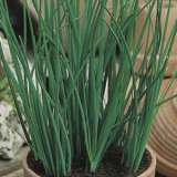 SEED – CHIVES