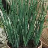Seed Chives 2019 Seechives - Garden Express Australia