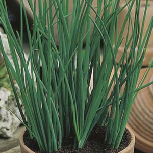Seed Chives 2019 Seechives - Garden Express Australia