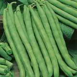 Seed Climbing Bean Blue Lake Seeclibbl - Garden Express Australia