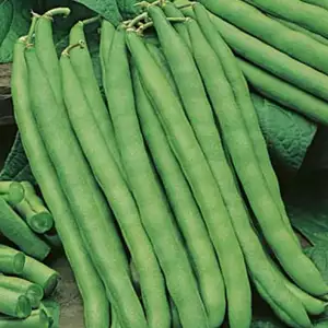 Seed – Climbing Beans Blue Lake
