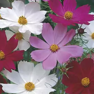 Seed – Cosmos Sensation Mixed