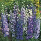 Seed Delphinium Pacific Giants Mixed Seedelpac - Garden Express Australia