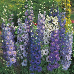 DELPHINIUM PACIFIC GIANTS PERENNIAL 40 HIGH QUALITY FLOWER SEEDS 