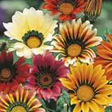 Seed Gazania Sunshine Hybrid Seegazshm - Garden Express Australia
