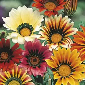 Seed – Gazania Sunshine Hybrid