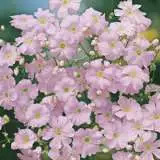 Seed – Gypsophila Bright Rose Seed – Gypsophila Bright Rose