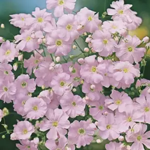 Seed – Gypsophila Bright Rose Seed – Gypsophila Bright Rose