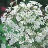 Seed Gypsophila Monarch White 2019 Seegypmwh - Garden Express Australia