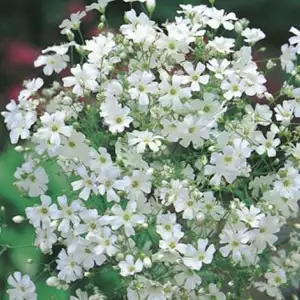 Seed – Gypsophila Monarch White