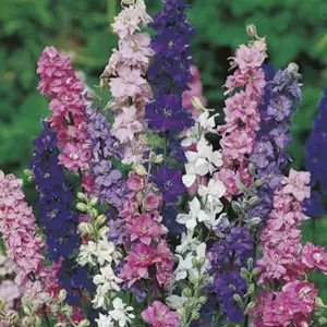 Seed – Larkspur Giant Imperial Mixed