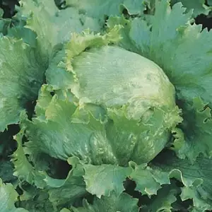 Seed – Lettuce Great Lakes