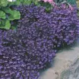 Seed Lobelia Crystal Palace Compacta Seelobcpc - Garden Express Australia