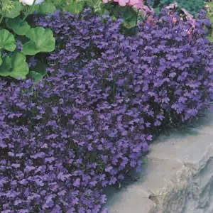 Seed – Lobelia Crystal Palace Compacta