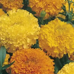 Seed – Marigold Crackerjack African