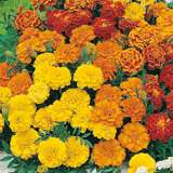 SEED – MARIGOLD (FRENCH) DWARF DOUBLE MIXED