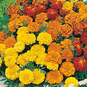Seed – Marigold (french) Dwarf Double Mixed