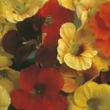 Seed Nasturtium Tip Top Mixed Seenasttm - Garden Express Australia