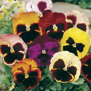 Seed – Pansy Swiss Giants Mixed