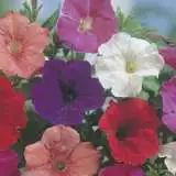 Seed Petunia Confetti Mixed 2019 Seepetcmx - Garden Express Australia