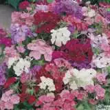 Seed Phlox Brilliancy 2019 Seephlbri - Garden Express Australia