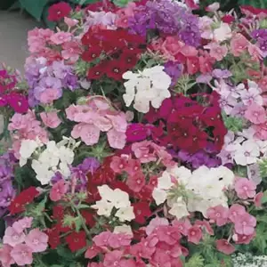 Seed – Phlox Brilliancy