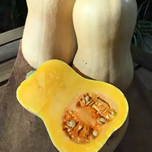 Seed – Pumpkin Butternut Seed – Pumpkin Butternut