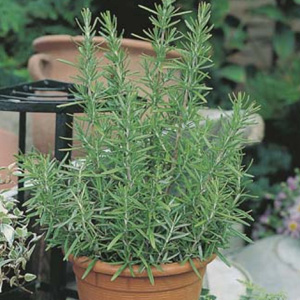 Seed Rosemary Seerosema - Garden Express Australia