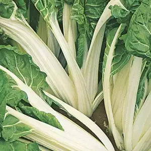 Seed – Silverbeet Fordhook Giant