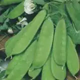 Seed Snow Pea Oregon Dwarf 2019 Seespeodw - Garden Express Australia