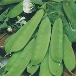Seed – Snow Pea Oregon Dwarf