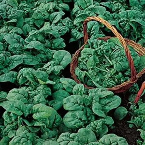 Seed – Spinach Viking