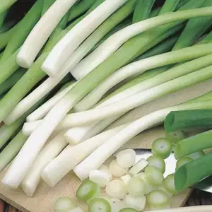 Seed – Spring Onion Ishikura