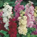 Seed Stock Ten Week Perfection Seestotwp - Garden Express Australia