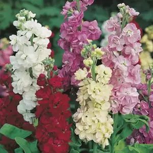 Seed – Stock Ten Week Perfection